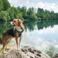 Ein Hund genießt das Wandern mit seinem Herrchen am See. Die Spiegelung der Bäume und Wolken im Wasser ist atemberaubend.