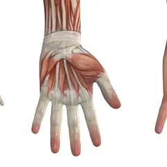 Drei Ansichten einer Hand: Skelett, Muskeln und Haut. Die Knochenstruktur zeigt die Gelenke, die für die Bewegung jedes einzelnen Finger entscheidend sind.