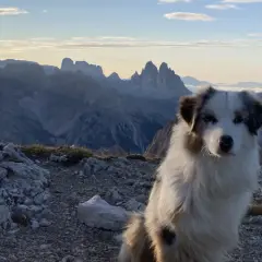 Ein treuer Hund genießt die atemberaubende Aussicht auf die Dolomiten.