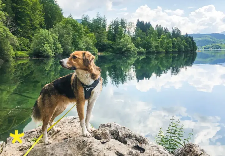 Ein Hund genießt das Wandern mit seinem Herrchen am See. Die Spiegelung der Bäume und Wolken im Wasser ist atemberaubend.