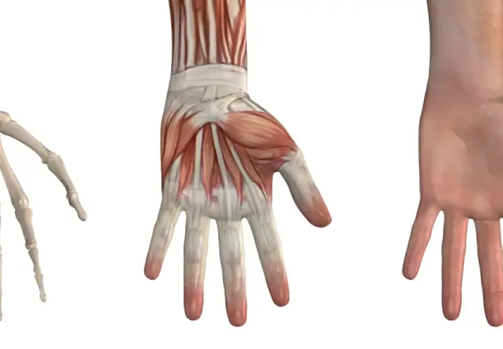 Drei Ansichten einer Hand: Skelett, Muskeln und Haut. Die Knochenstruktur zeigt die Gelenke, die für die Bewegung jedes einzelnen Finger entscheidend sind.