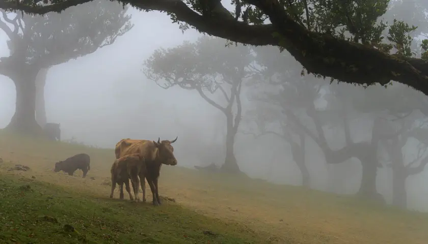 Kühe und Kälber grasen in einem nebligen Feenwald auf Madeira. Uralte Bäume ragen aus dem Dunst, ihre Äste wie Arme ausgestreckt.