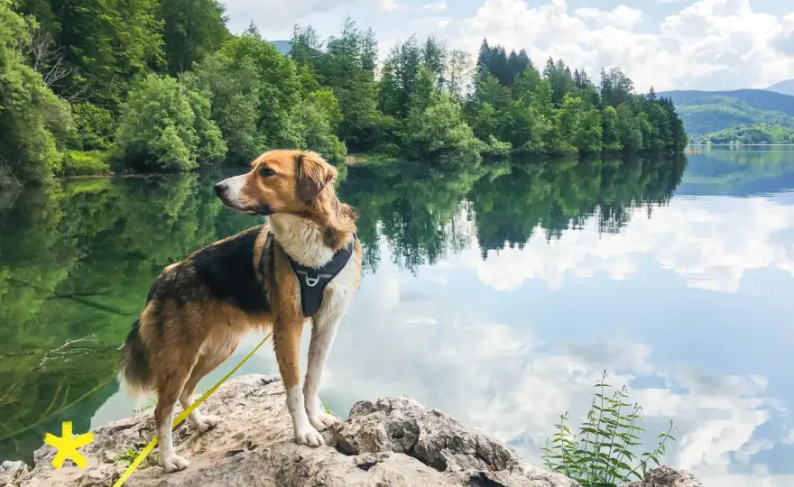 Wandern mit Hund - So wird jede Tour ein Erfolg
