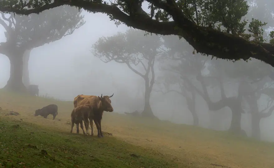 Fanal Madeira: Feenwald im Nebel? Dein Guide für den Besuch
