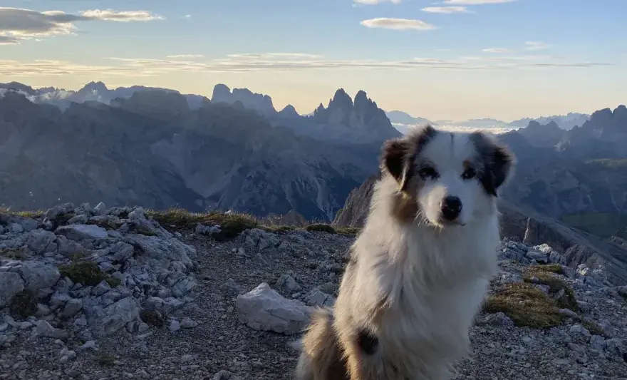 Dolomiten mit Hund - So wird dein Bergurlaub perfekt!