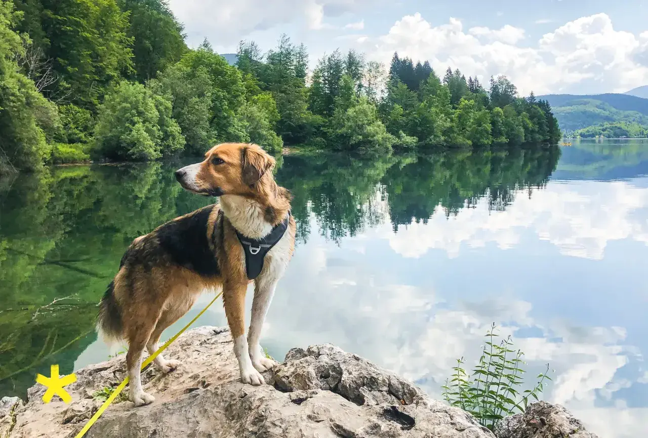 Ein Hund genießt das Wandern mit seinem Herrchen am See. Die Spiegelung der Bäume und Wolken im Wasser ist atemberaubend.