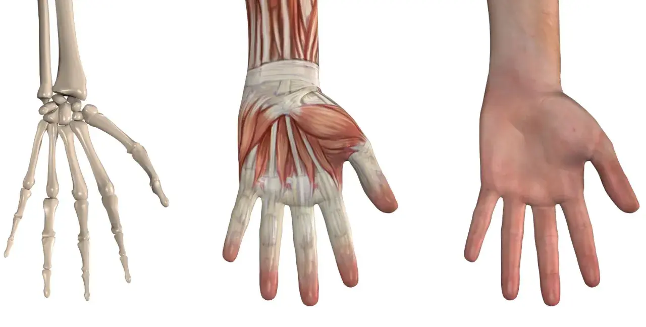 Drei Ansichten einer Hand: Skelett, Muskeln und Haut. Die Knochenstruktur zeigt die Gelenke, die für die Bewegung jedes einzelnen Finger entscheidend sind.