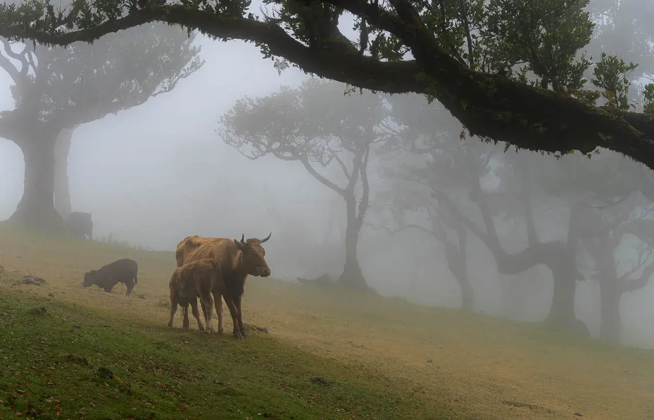 Kühe und Kälber grasen in einem nebligen Feenwald auf Madeira. Uralte Bäume ragen aus dem Dunst, ihre Äste wie Arme ausgestreckt.