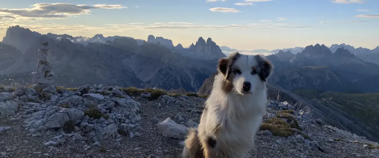 Ein treuer Hund genießt die atemberaubende Aussicht auf die Dolomiten.