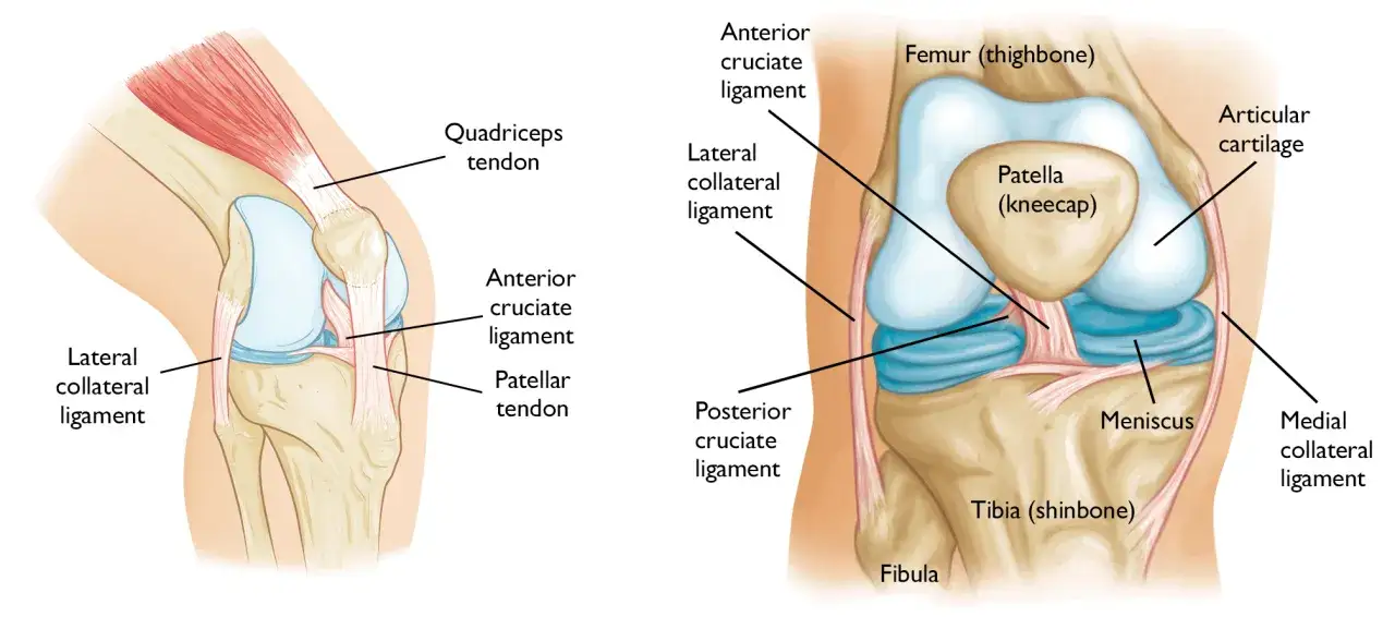 Anatomische Darstellung des Knies mit Fokus auf Knie Muskeln und Sehnen. Zeigt Kreuzbänder, Seitenbänder, Quadrizeps- und Patellasehne.