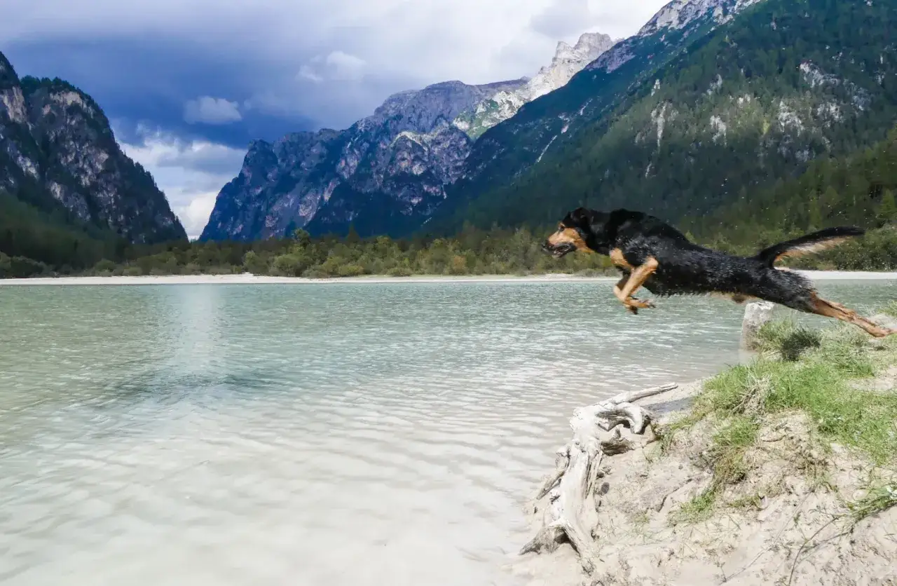 Ein Hund springt im Flug über einen See in den Dolomiten. Die Berge im Hintergrund sind dramatisch und bewölkt.