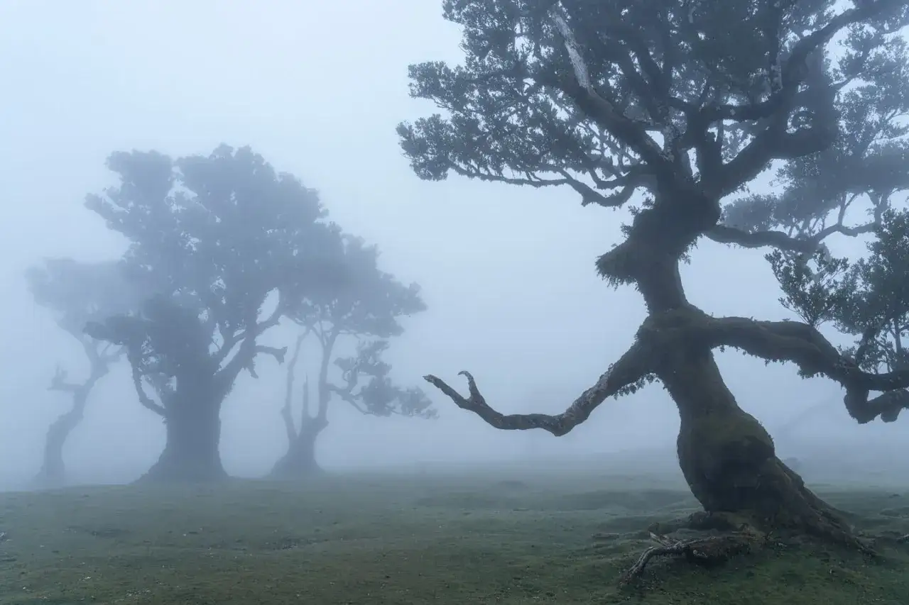 Mystischer Feenwald auf Madeira, wo moosbewachsene B&auml;ume im Nebel wie alte Geister tanzen.